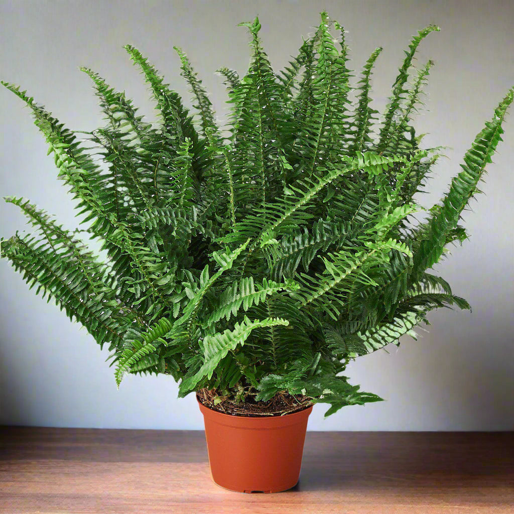 air fern plant Jester's Crown Fern