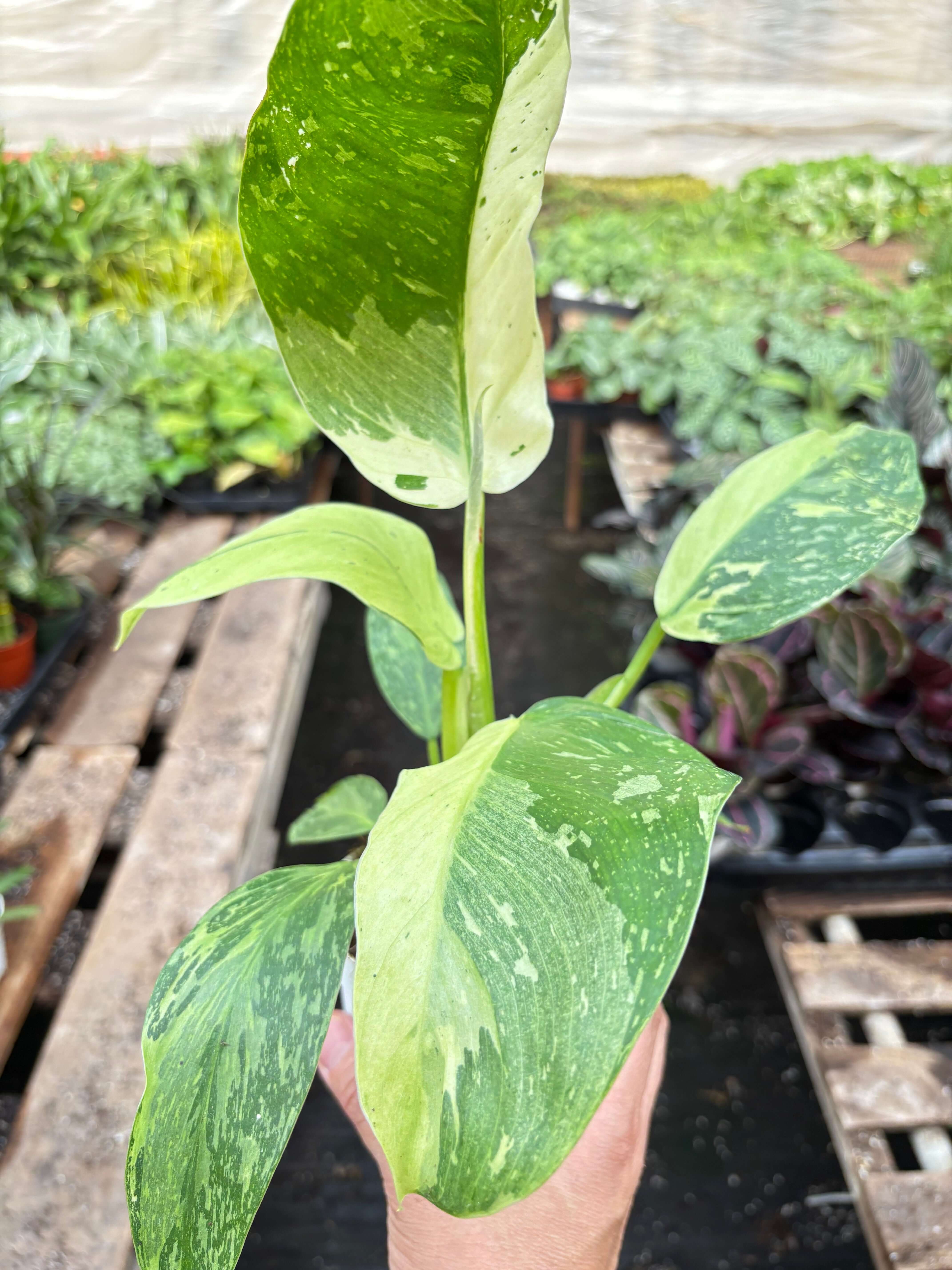 Philodendron 'Jose Buono' - Rare Variegated Collector Aroid | All