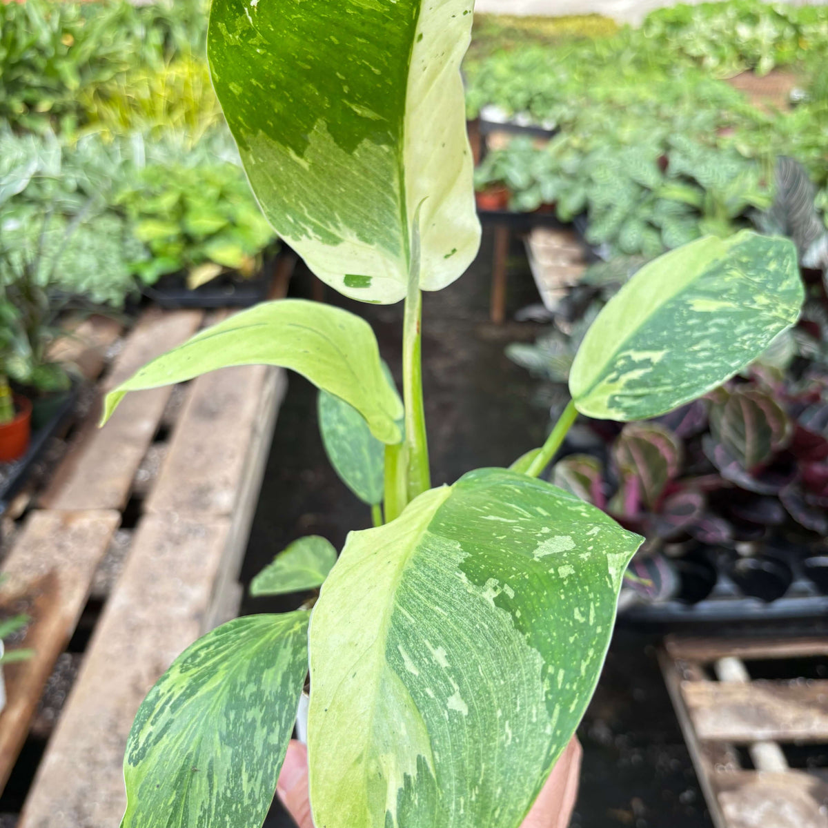Philodendron Jose Bueno | Rare and Luxurious Tropical Plant | All About Planties™