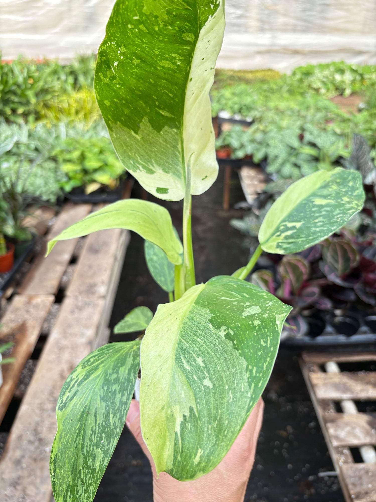 philodendron jose buono price Philodendron Jose Buono (Philodendron hederaceum 'Jose Buono') Variegated Live Houseplant 4" Pot