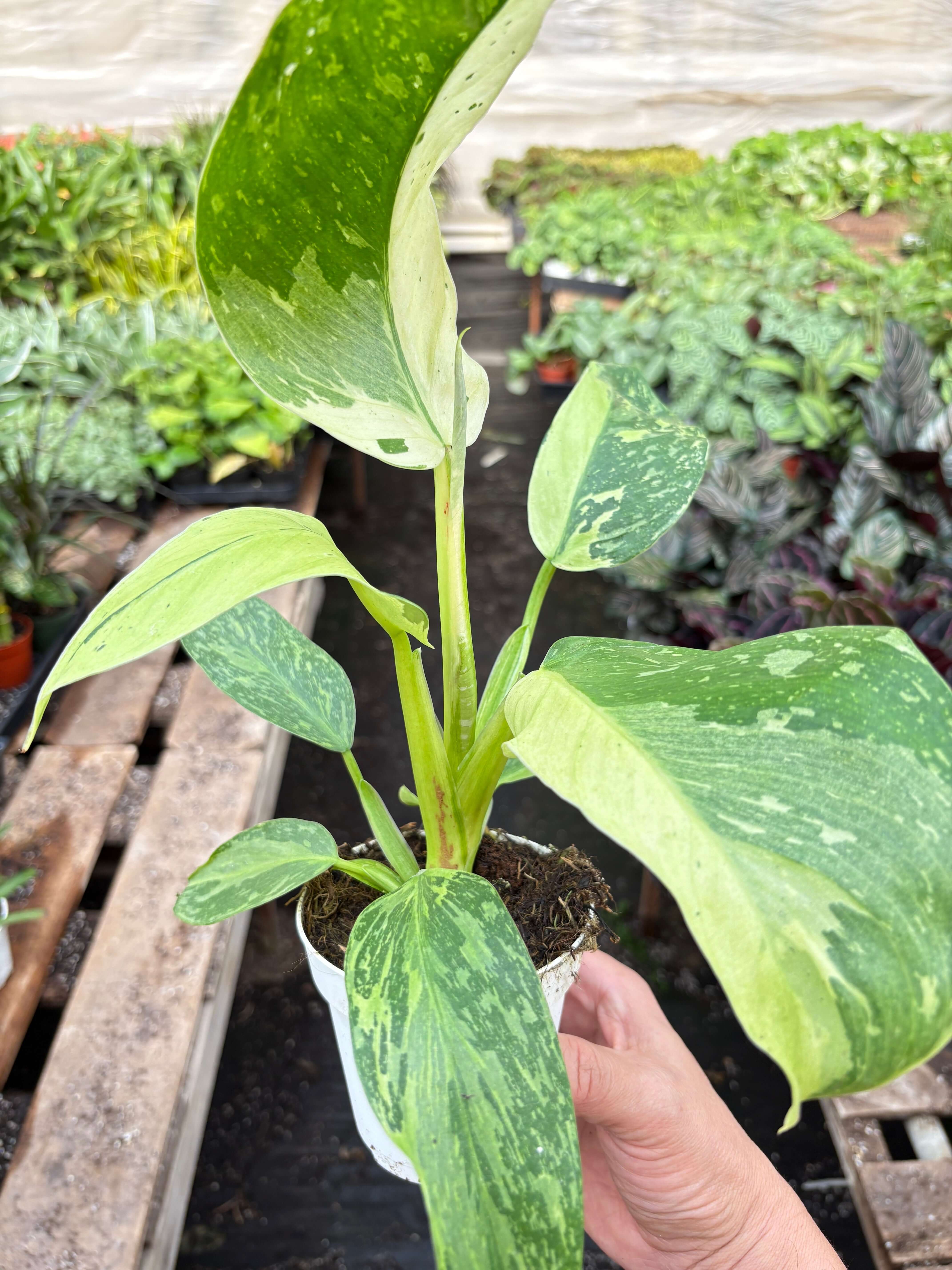 Philodendron 'Jose Buono' - Rare Variegated Collector Aroid | All