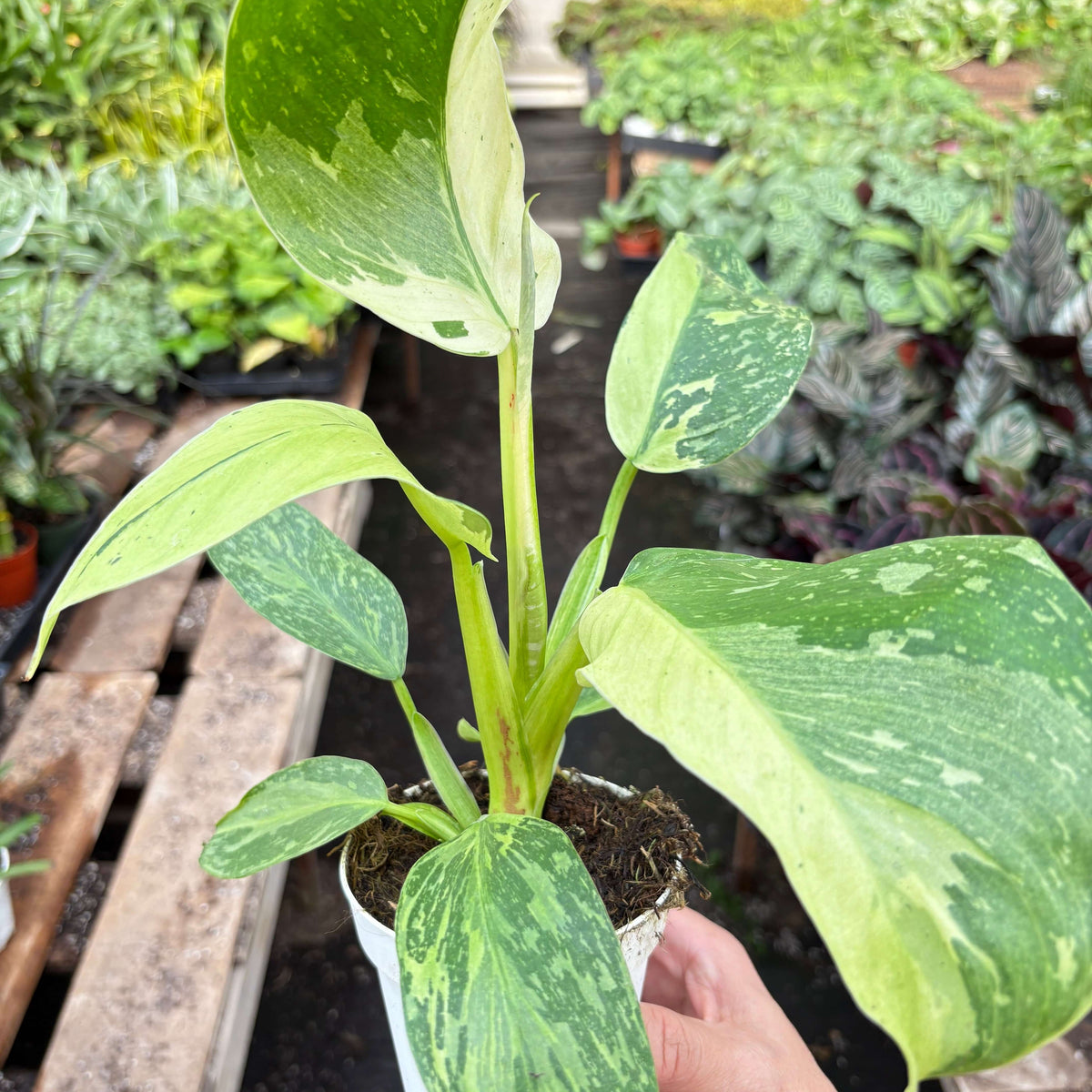 Philodendron Jose Bueno | Rare and Luxurious Tropical Plant | All About Planties™