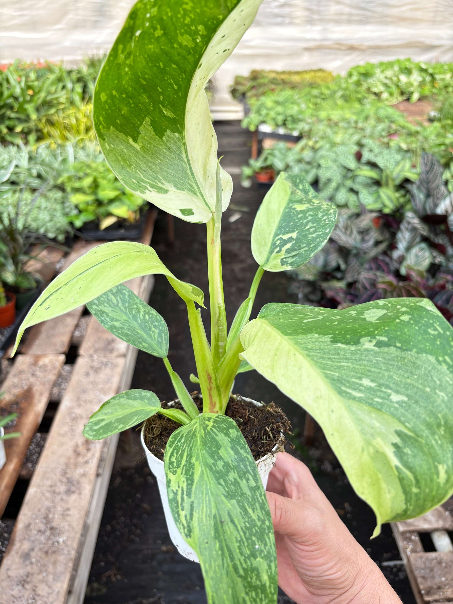 jose philodendron Philodendron Jose Buono (Philodendron hederaceum 'Jose Buono') Variegated Live Houseplant 4" Pot
