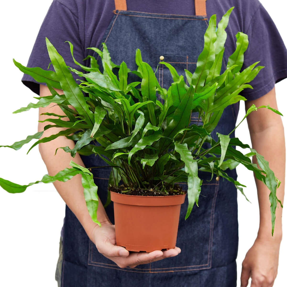 Kangaroo Paw Fern in a 6inhc nursery pot | Hardy & Unique Houseplant – All About Planties