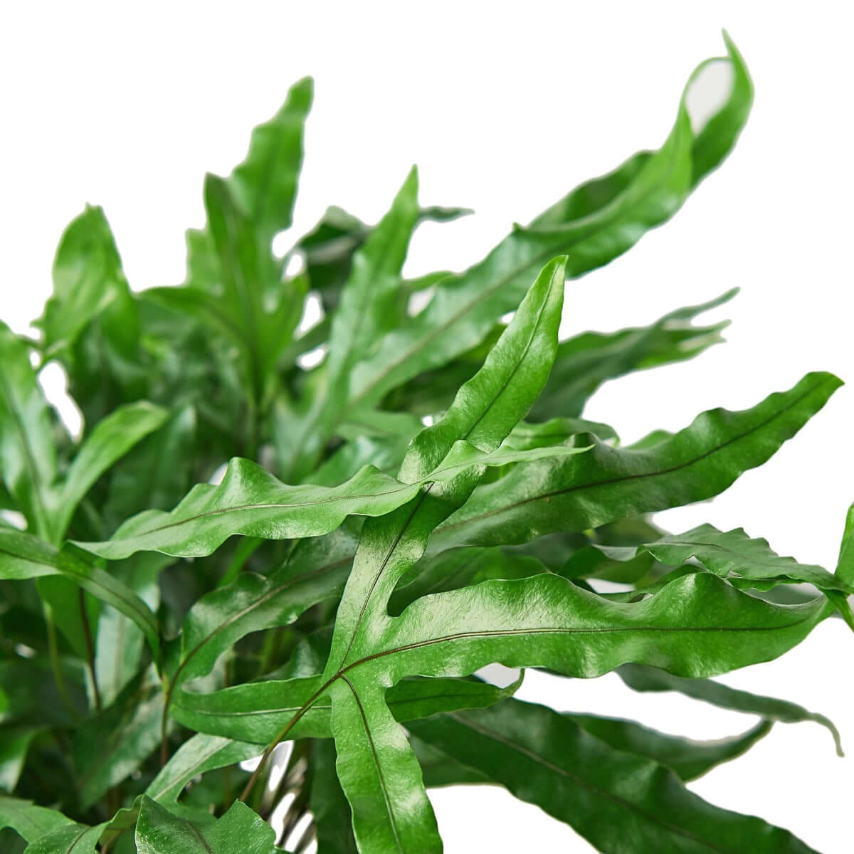 Close up of Kangaroo Paw Fern | Hardy & Unique Houseplant – All About Planties