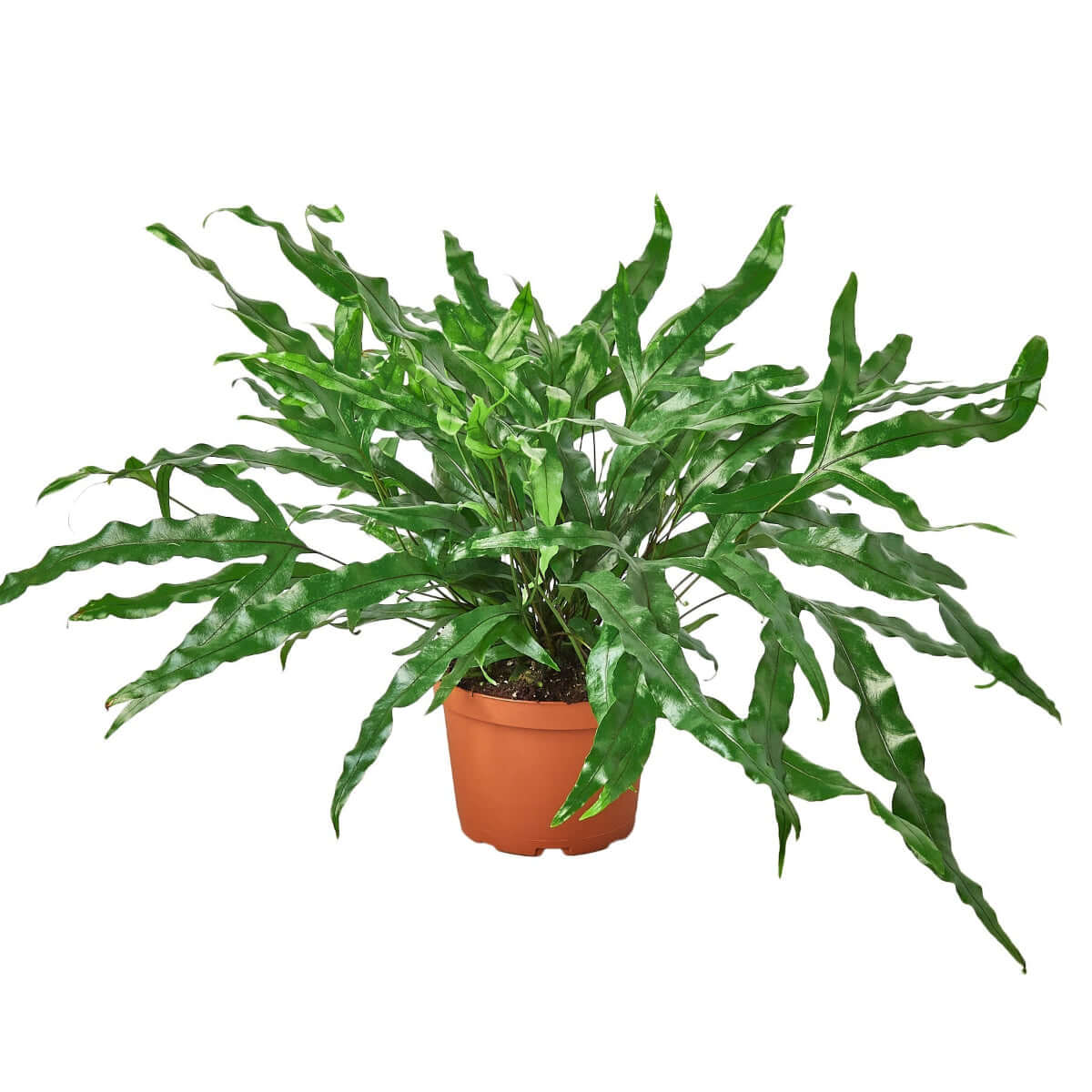 Kangaroo Paw Fern | Hardy & Unique Houseplant – All About Planties