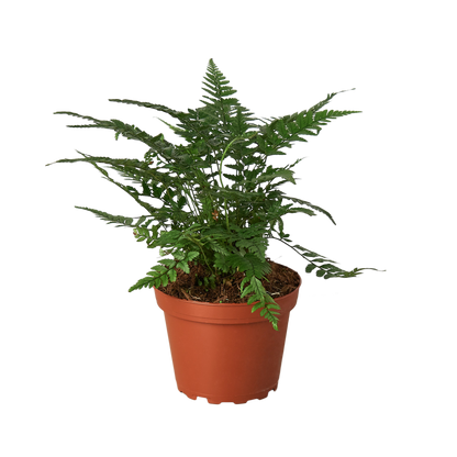  Korean Rock Fern potted in Terra cotta pot