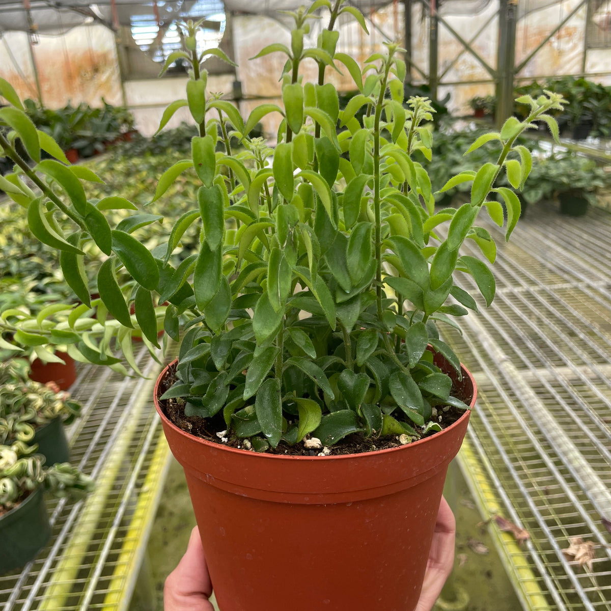 Lipstick Plant 'Curly' | Blooming Tropical Houseplant | All About Planties