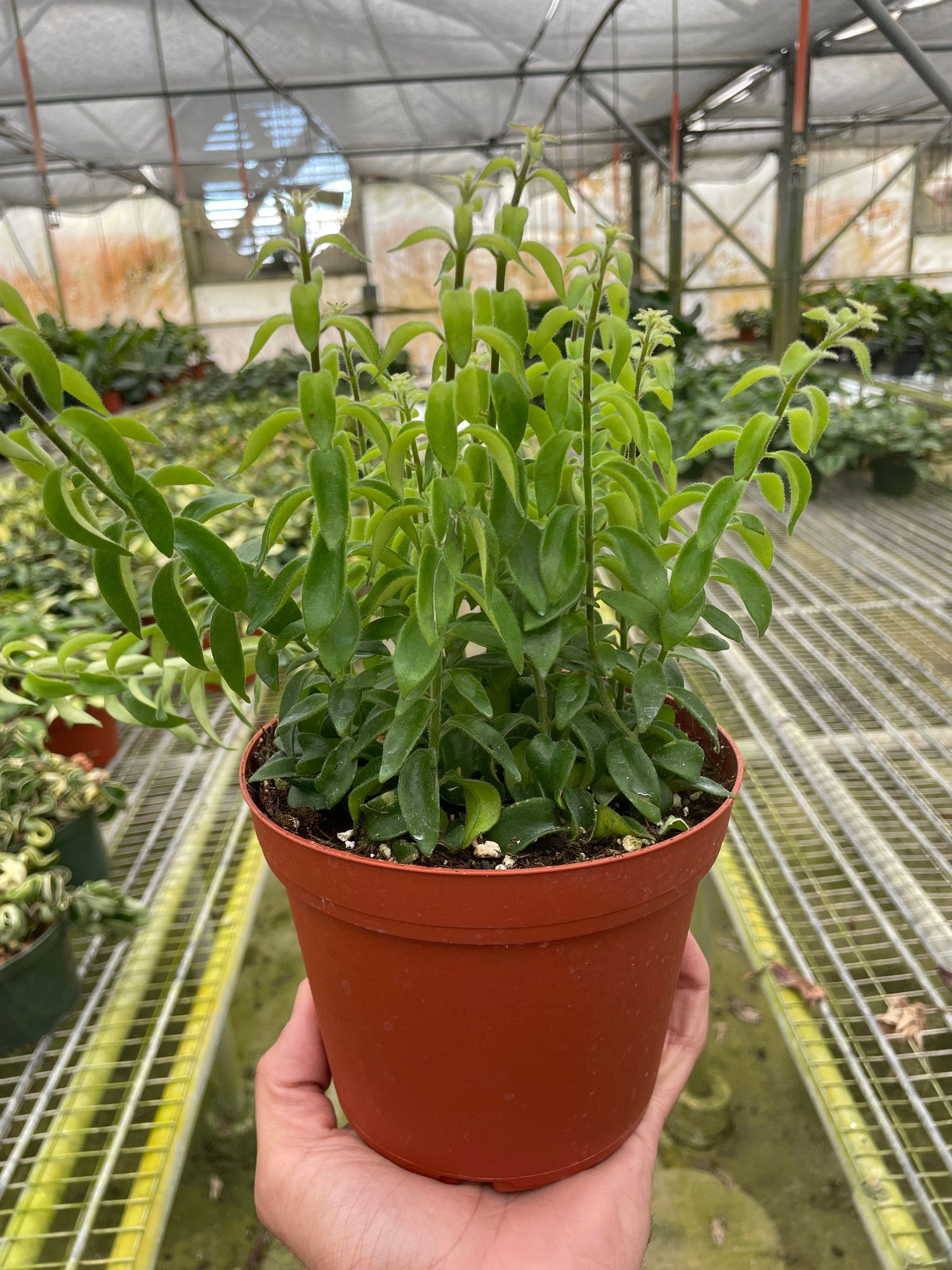lipstick plant pot size Lipstick Plant 'Curly'