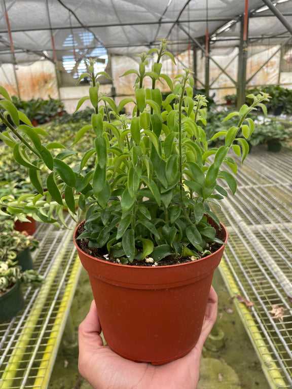curly house plants Lipstick Plant 'Curly'