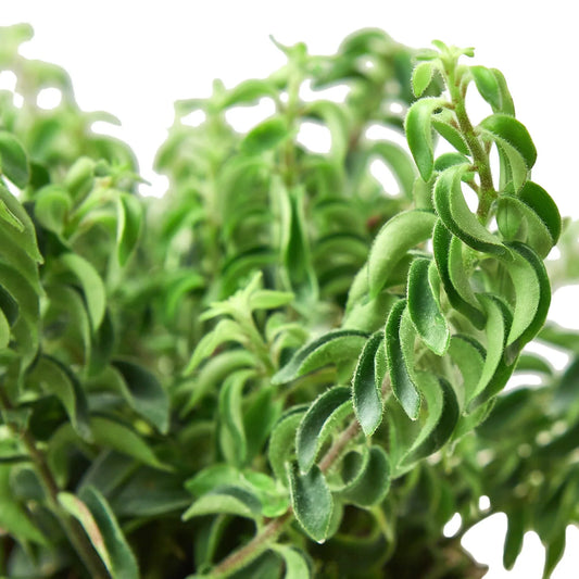 Close up of Lipstick Plant 'Curly' | Blooming Tropical Houseplant | All About Planties