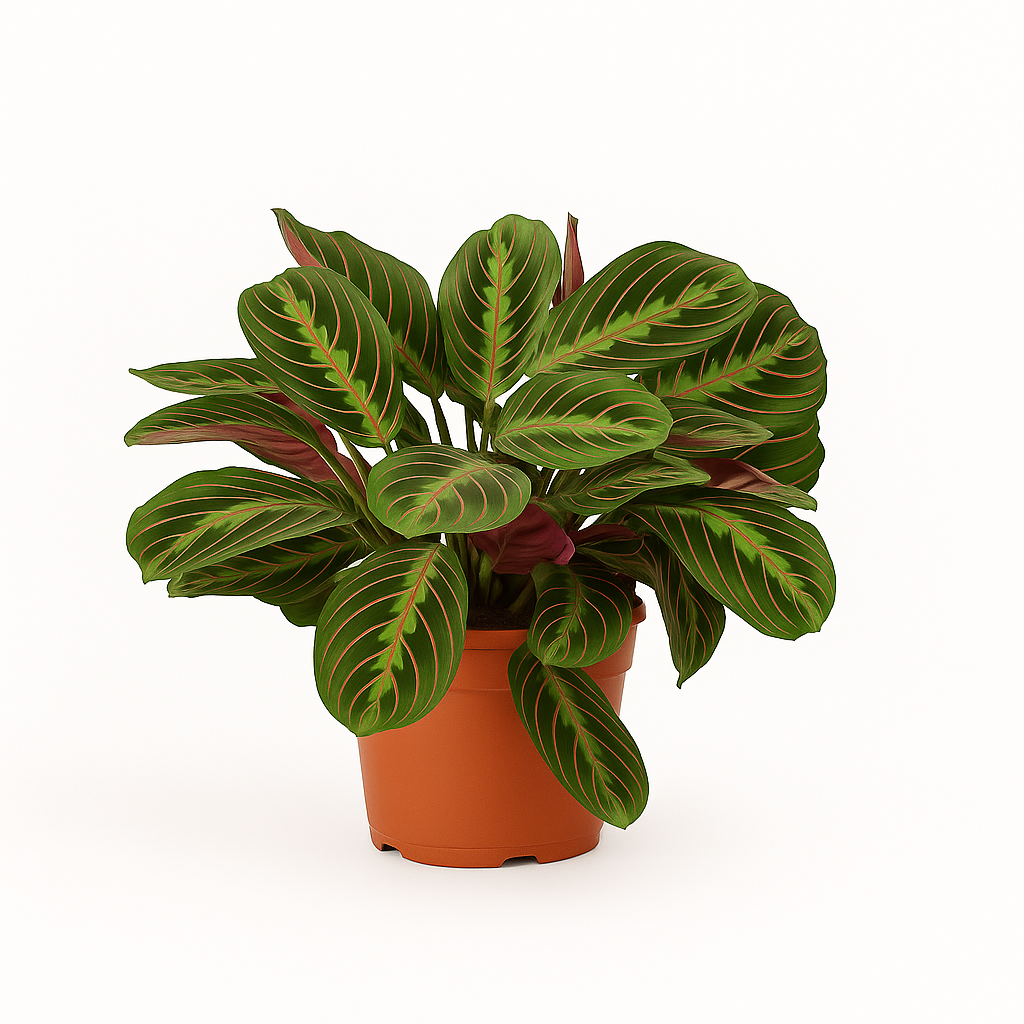 Prayer Plant in orange nursery pot - Maranta leuconeura with red veined leaves houseplant