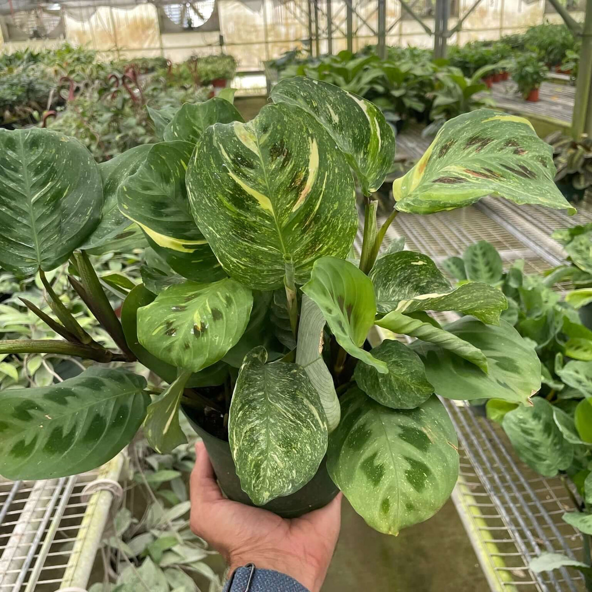 Maranta Beauty Kim  plant 6inch pot nursery