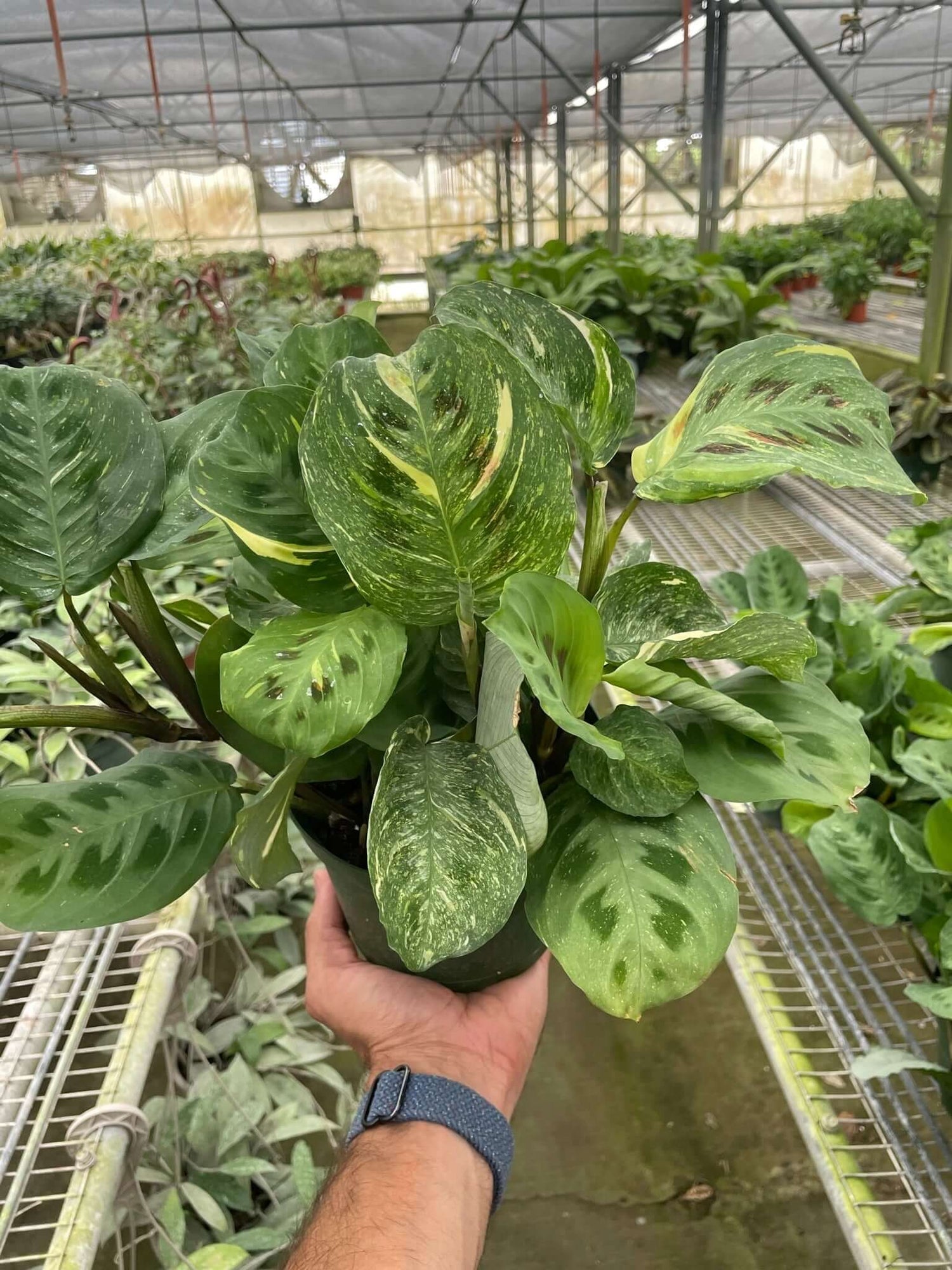 kim prayer plant Maranta 'Beauty Kim' - Pet Safe Variegated Prayer Plant