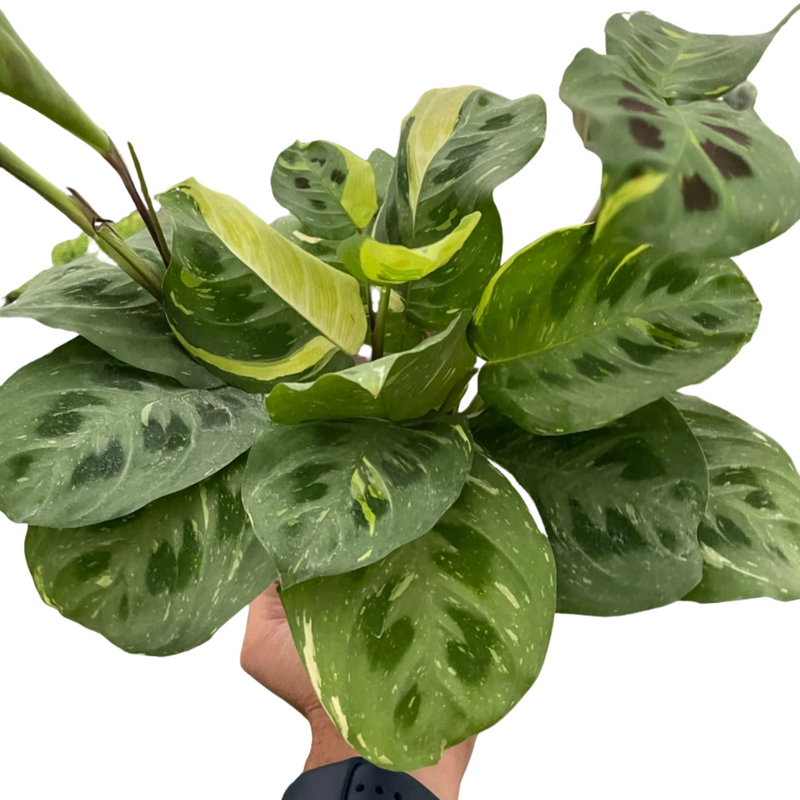 Maranta 'Beauty Kim'  plant easy care