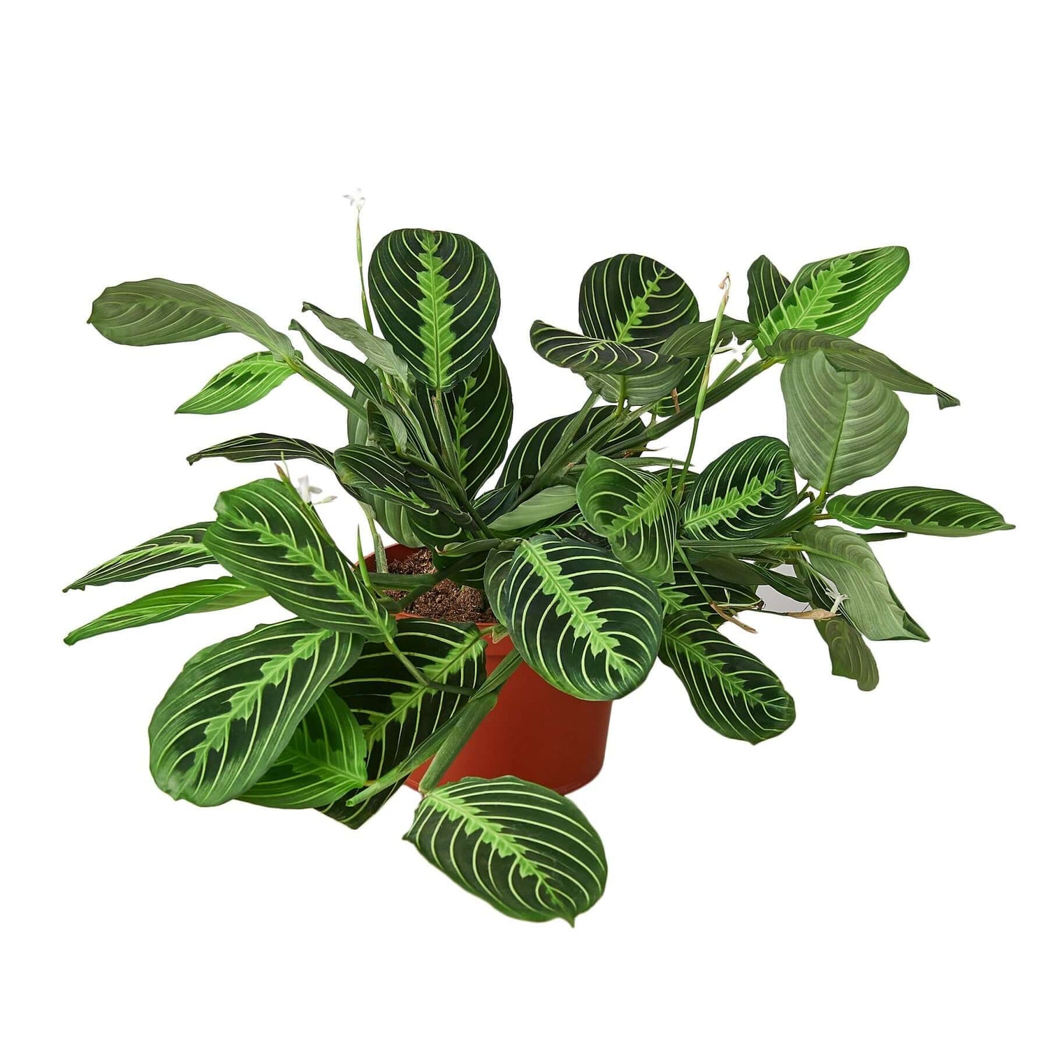Maranta 'Lemon Lime' Prayer Plant | Pet-Friendly & Vibrant
