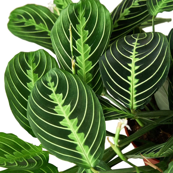 Close up of Maranta 'Lemon Lime' Prayer Plant | Pet-Friendly & Vibrant Plant