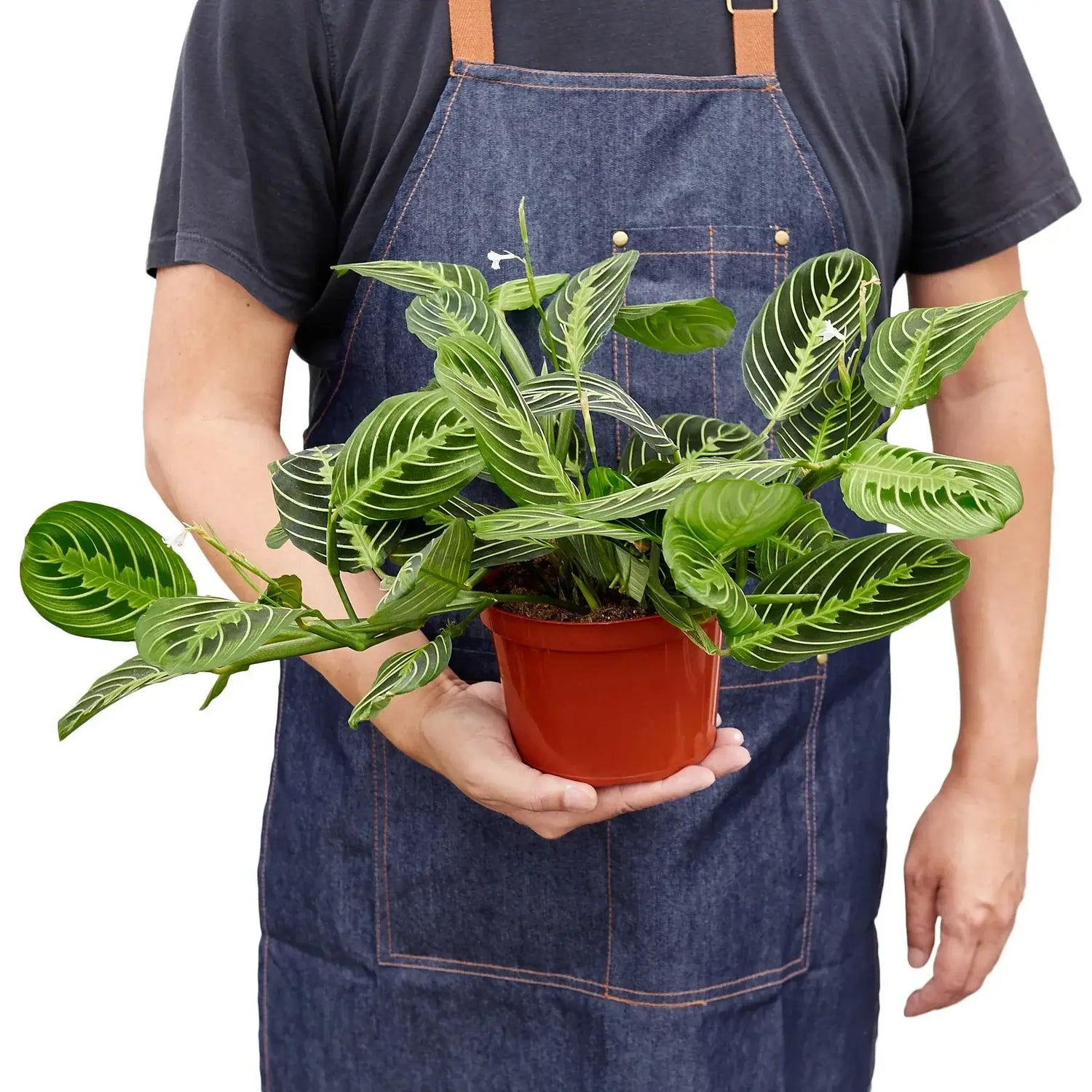 A person holding a Maranta 'Lemon Lime' Prayer Plant in a 6inch pot | Pet-Friendly & Vibrant Indoor Plant | All About Planties