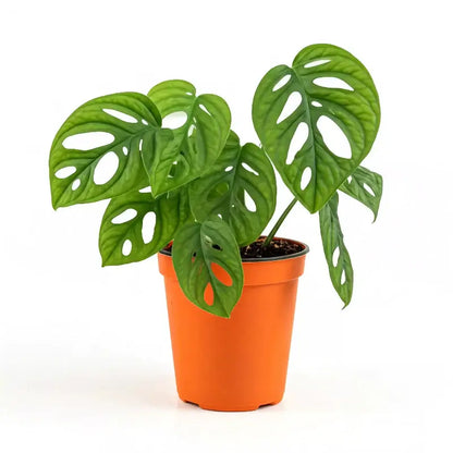 monstera adansonii philodendron Rare Monstera Adansonii 'Swiss Cheese'