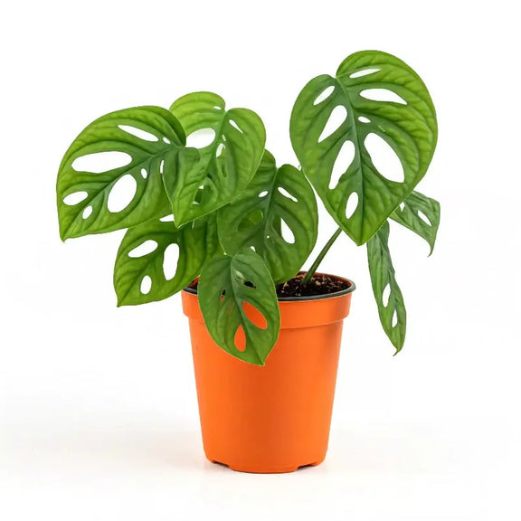 Monstera Adansonii Swiss Cheese plant with perforated heart-shaped leaves in 4-inch orange nursery pot