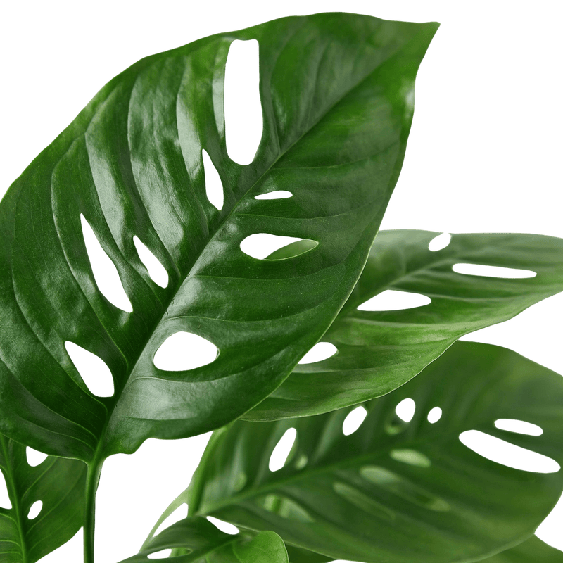 Live Monstera Adansonii houseplant showing iconic Swiss cheese leaf pattern