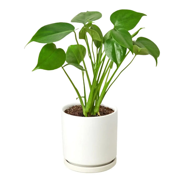 monstera deliciosa live Monstera 'Split-Leaf' 6" Pot / Nursery Pot