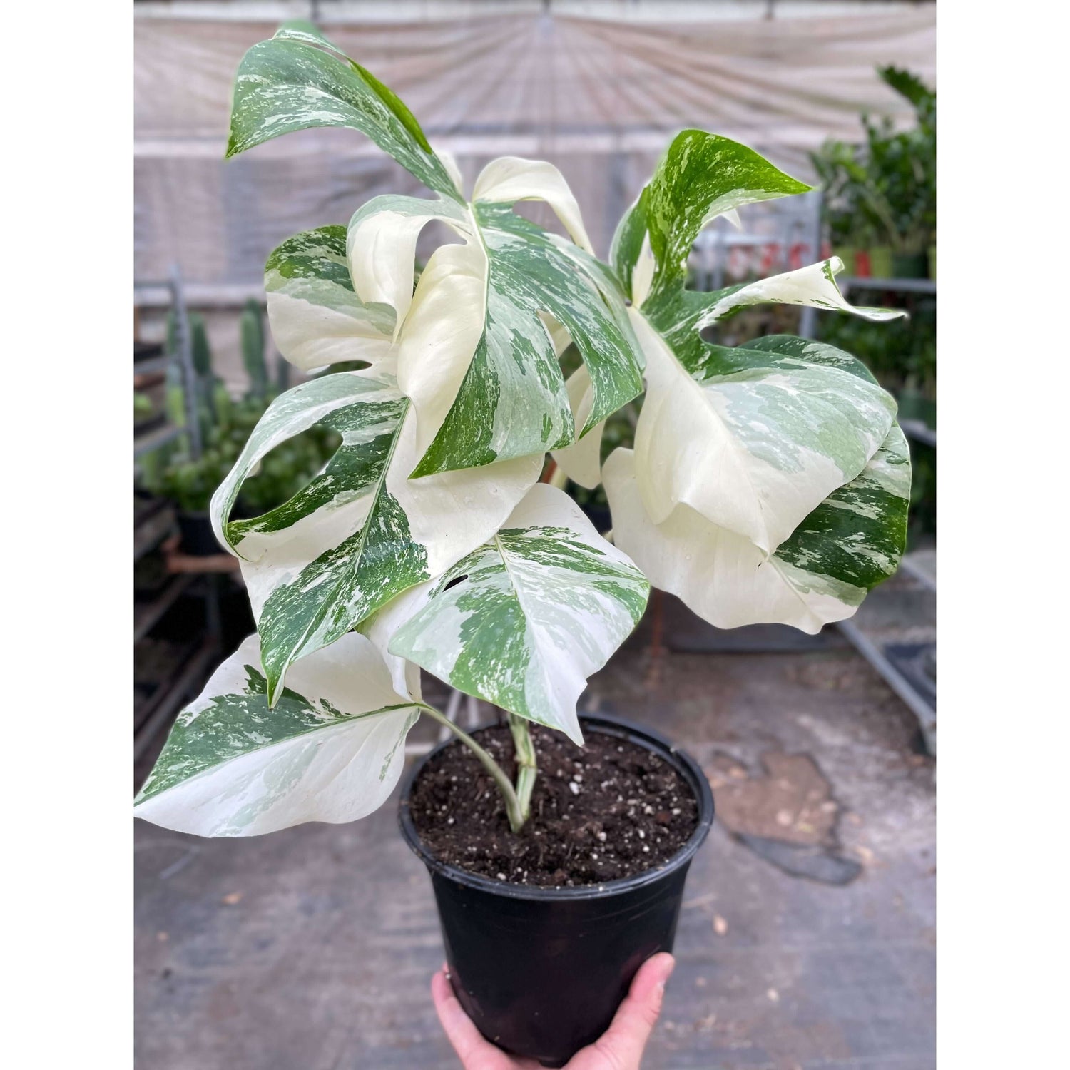 monstera plant white Monstera 'Albo Borsigiana' - Rare White Variegated Collector Plant