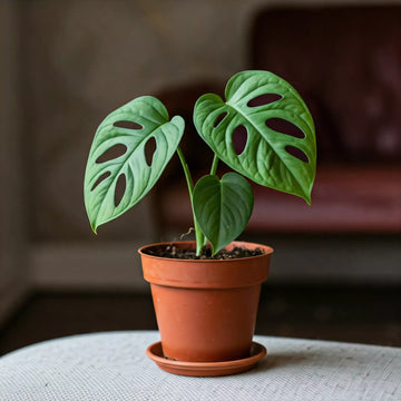 Monstera Swiss Cheesse Plant | Indoor Plant | All About Planties