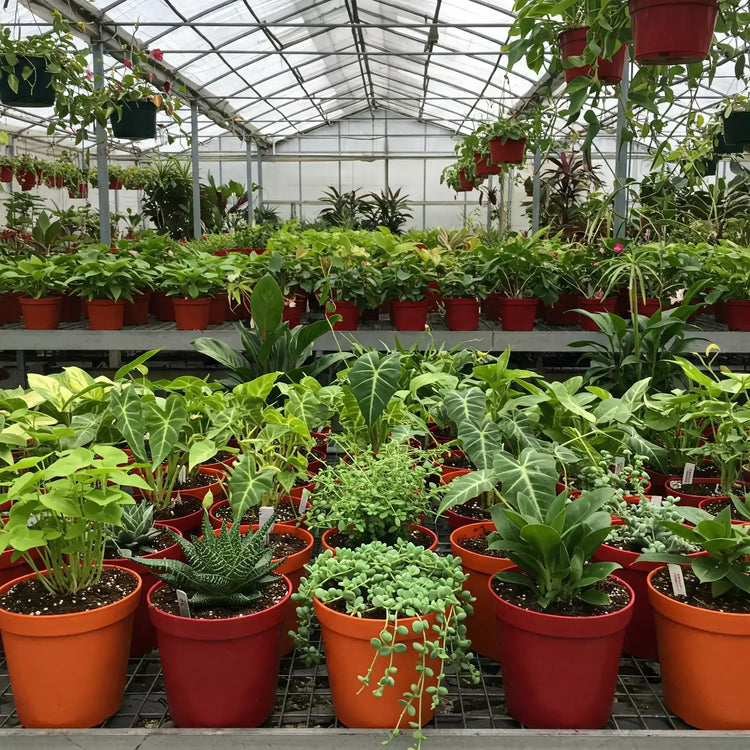 A big collection of House Plants with nursery pots in a greenhouse | All About Planties