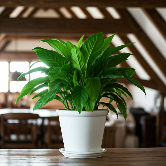 Peace Lily Plant in a white pot on a wood table in a cozy space