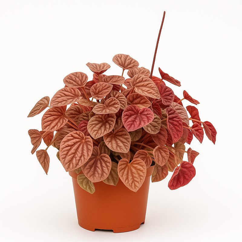 Potted Peperomia Quito Plant with red and brown leaves in an nursery pot on a white background
