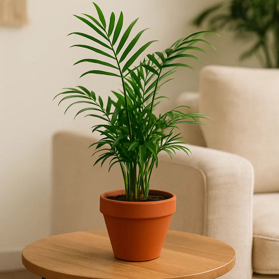 indoor potted palm plants Parlor Palm (Chamaedorea elegans) – Easy Care Low Light Indoor Plant – All About Planties™