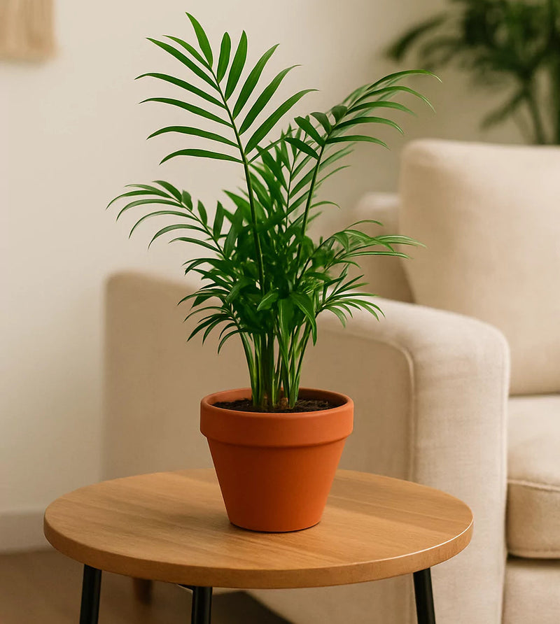 Parlor Palm Potted on wood table | Indoor Easy Care Plant | All About Planties