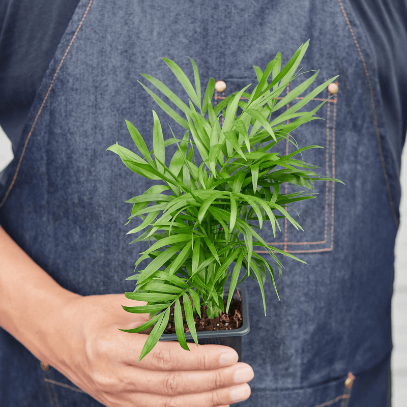 Person holding a Parlor Palm | Indoor Plant | All About Planties