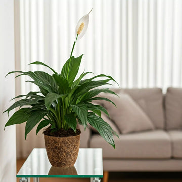 Peace Lily plant in living room | Houseplants | All About Planties