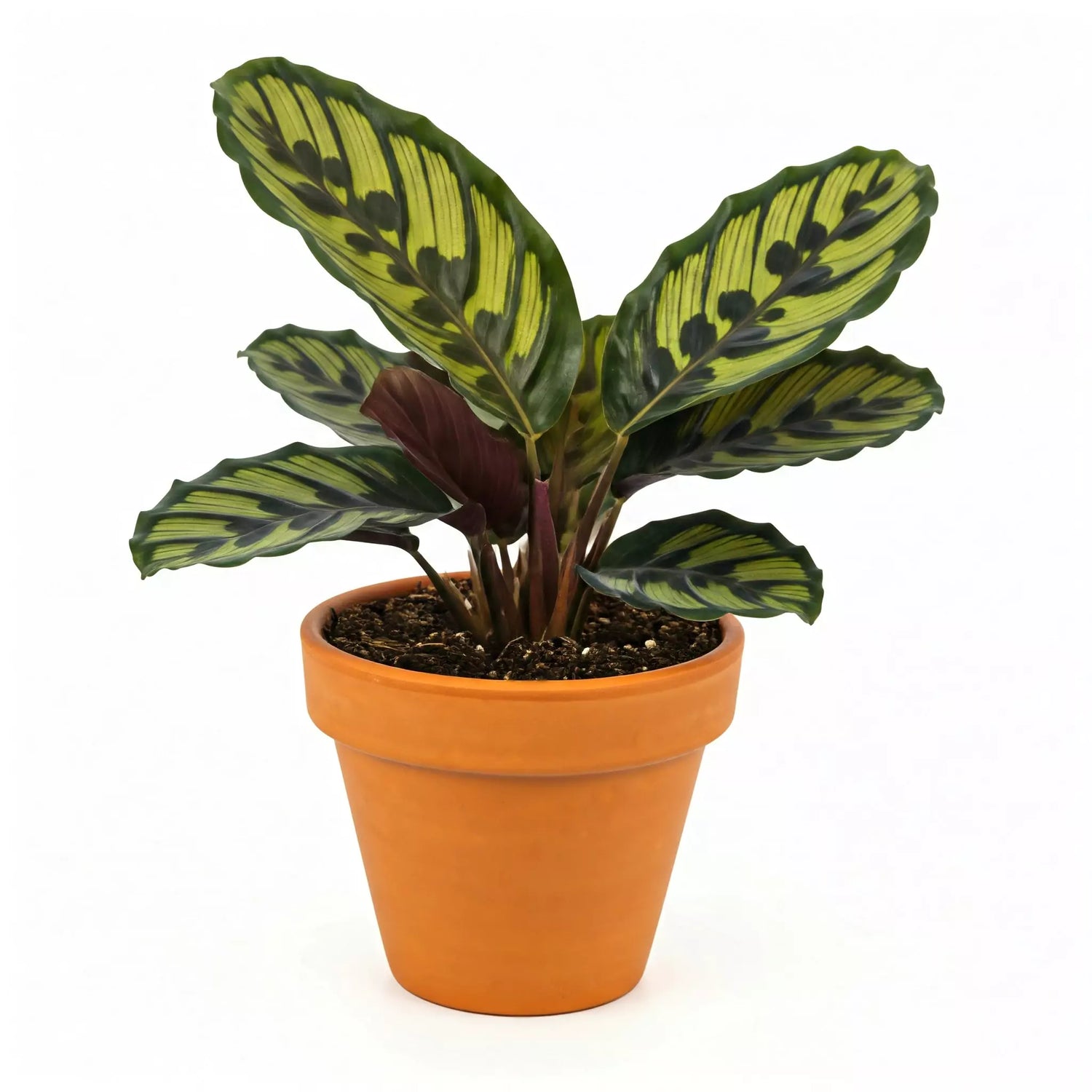 Peacock Plant | Pet Safe Indoor Plant | All About Planties