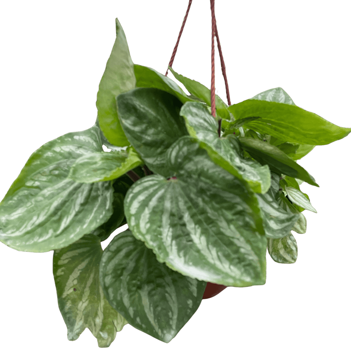 A hanging Peperomia Ecuador plant with broad silver-striped leaves from All About Planties™