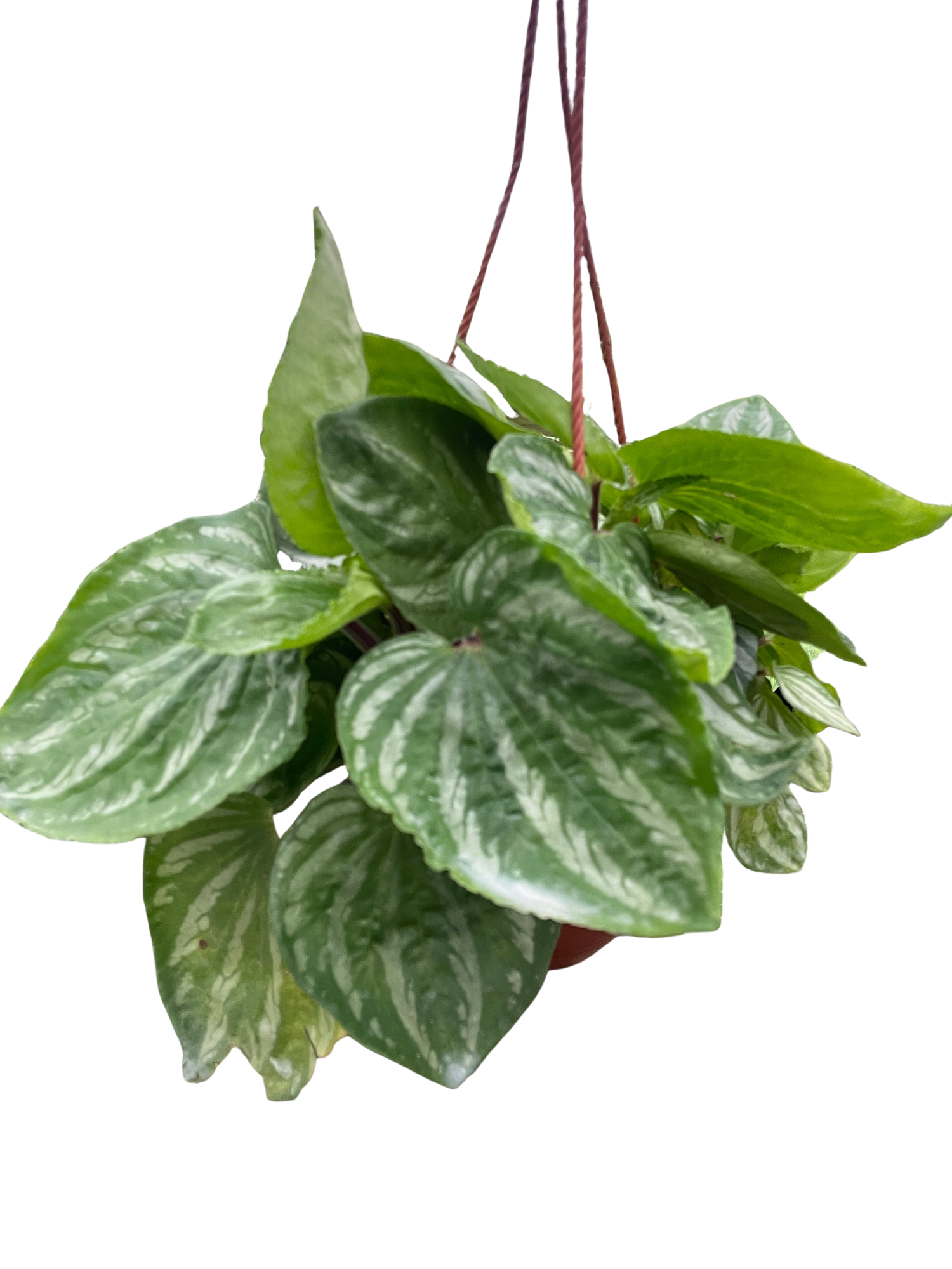 A hanging Peperomia Ecuador plant with broad silver-striped leaves from All About Planties™