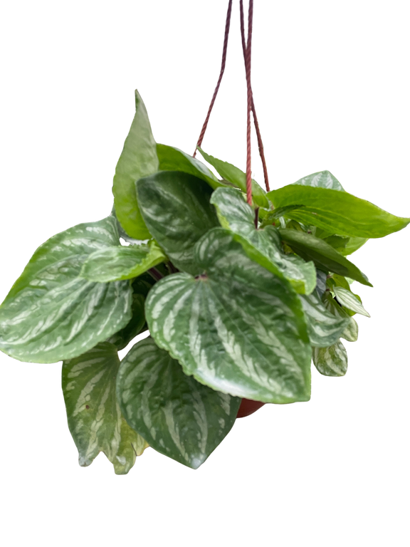 A hanging Peperomia Ecuador plant with broad silver-striped leaves from All About Planties™