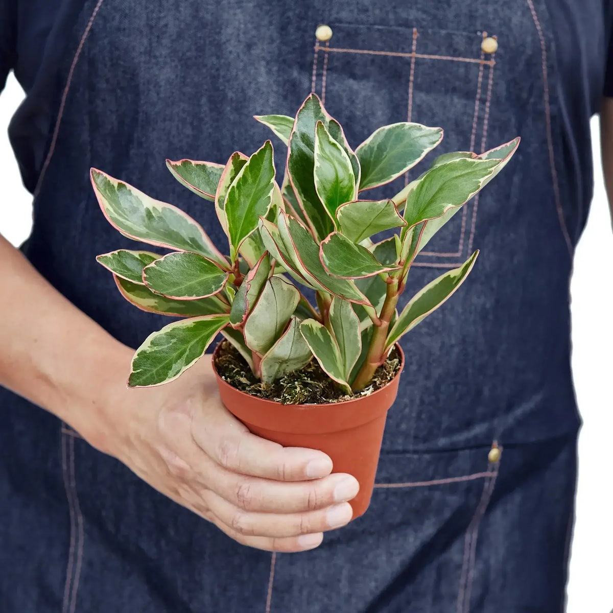 Peperomia Ginny 4 inch pot held in hand - small variegated houseplant size reference
