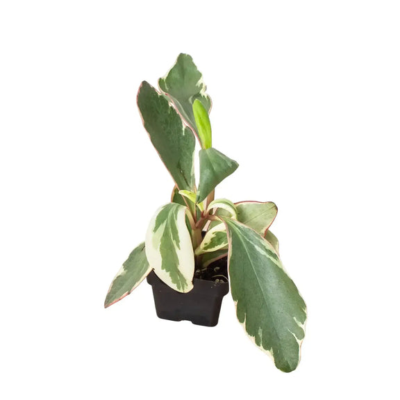 Peperomia Ginny 3inch |  Easy-Care Plant | All About Planties