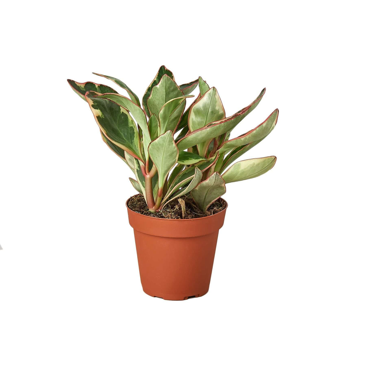 Peperomia Ginny variegated houseplant - tricolor pink cream green leaves easy care indoor plant