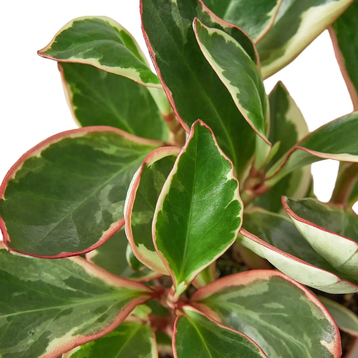Peperomia Ginny leaves close up - variegated pink cream green foliage detail