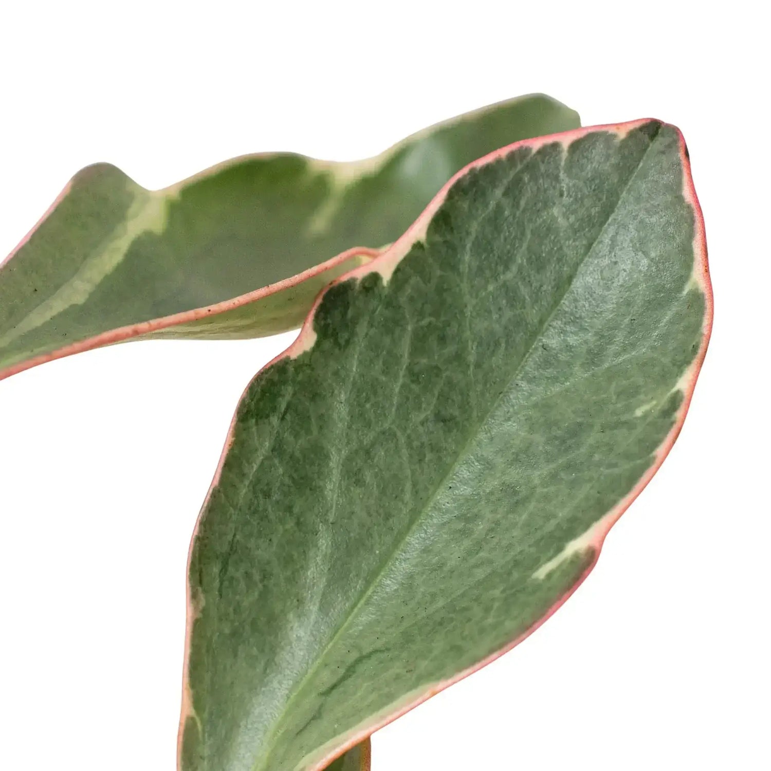 Close-up of Peperomia Ginny leaves | Indoor Plant 