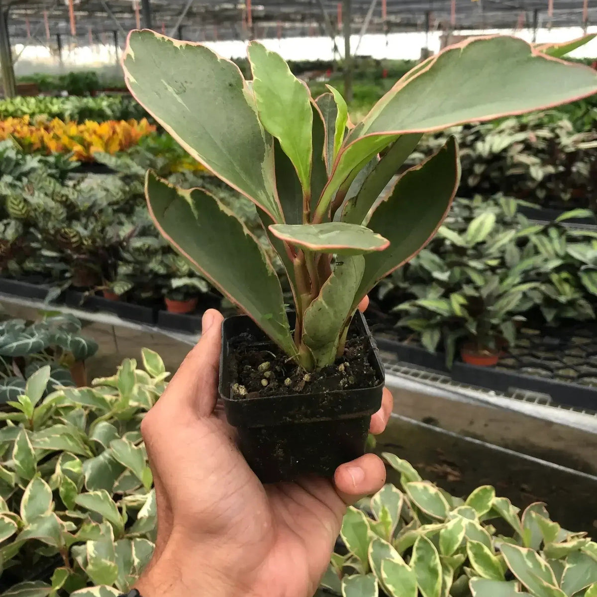 Peperomia Ginny 3 inch pot held in hand - small variegated houseplant size reference