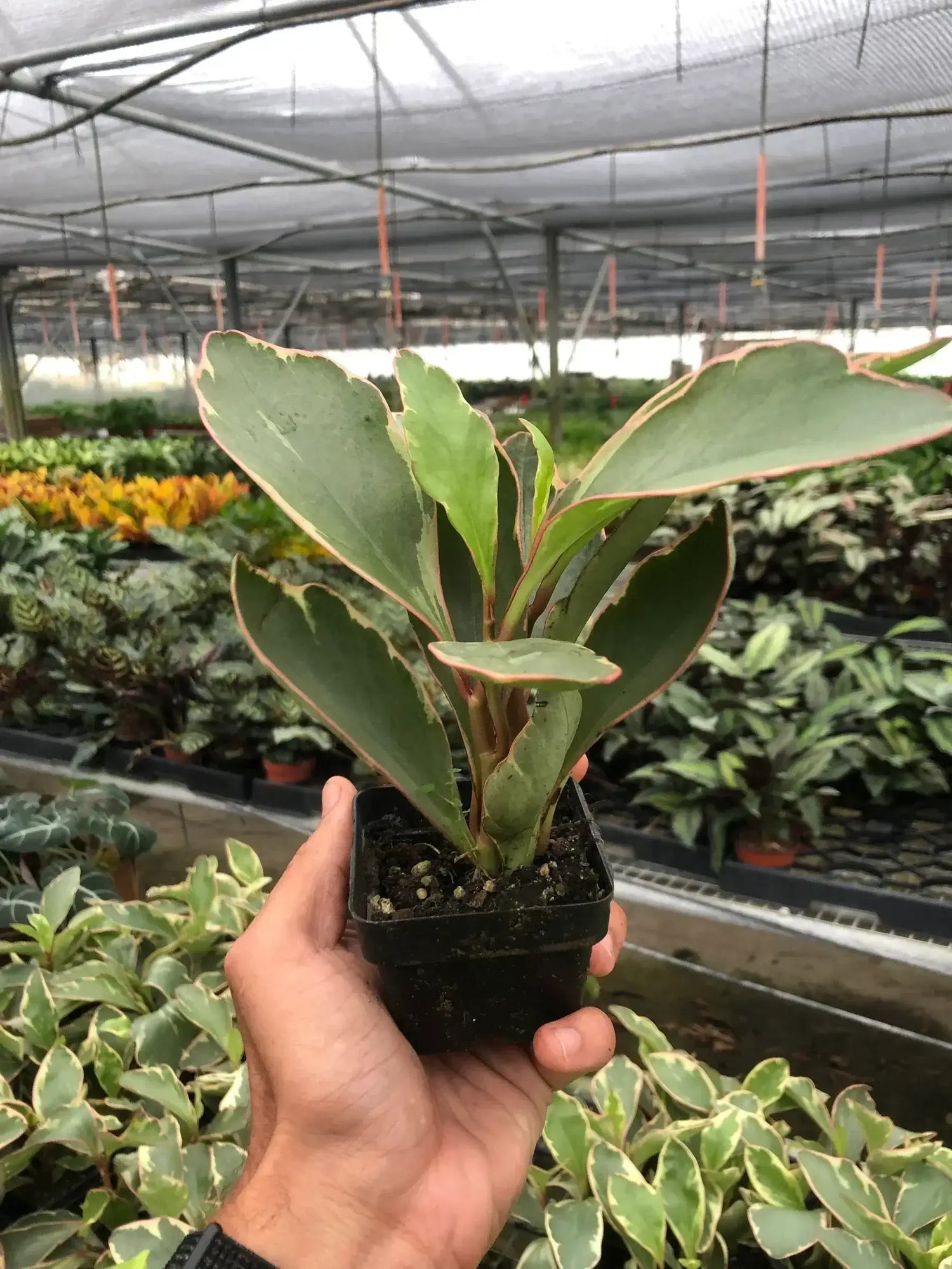 Peperomia Ginny 3inch| Plant | All About Planties