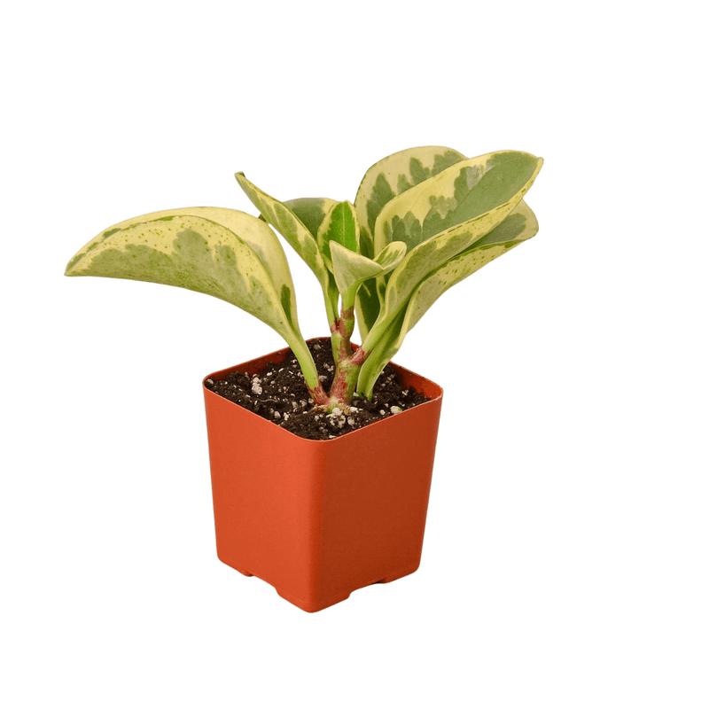Peperomia Marble | Indoor Plant | All About Planties