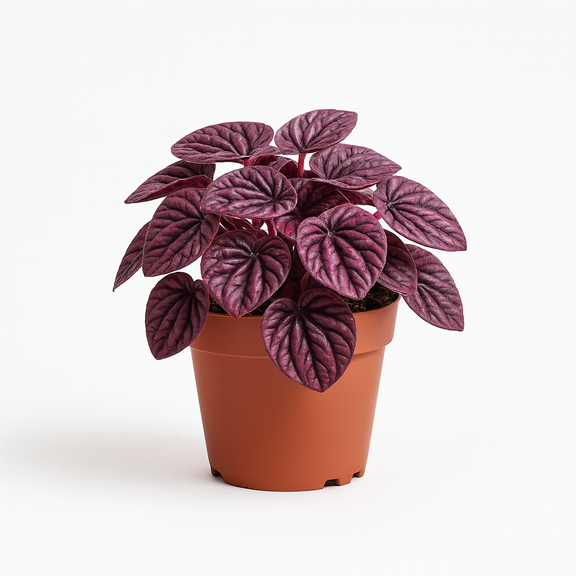 Potted Live Ripple Red plant with purple leaves on a white background