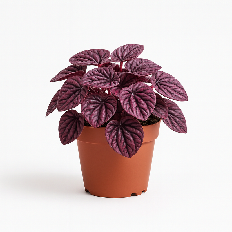 Potted Live Ripple Red plant with purple leaves on a white background