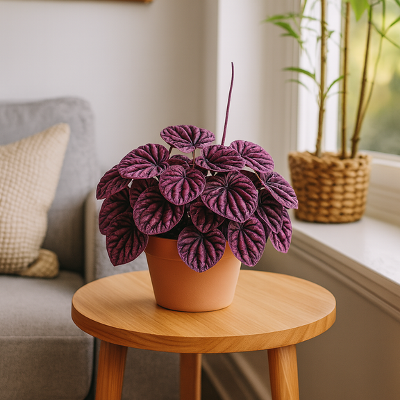  Potted  Peperomia Ripple Red live plant on a wooden stool in a living room setting